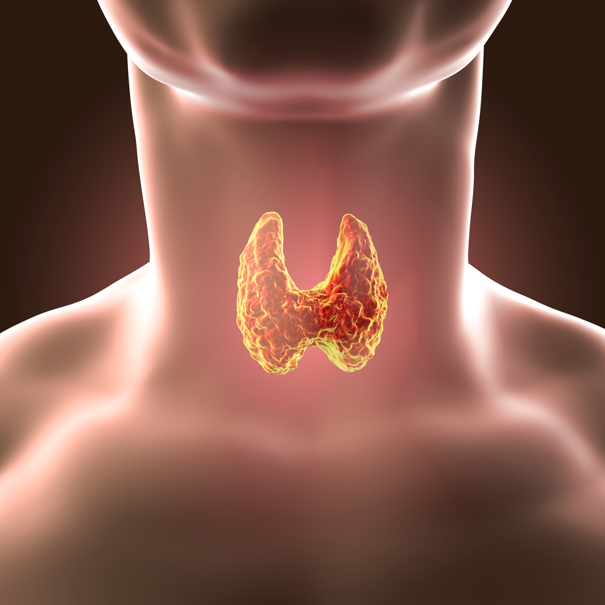 Подробнее о статье Щитовидная железа — всё, что нужно о ней знать