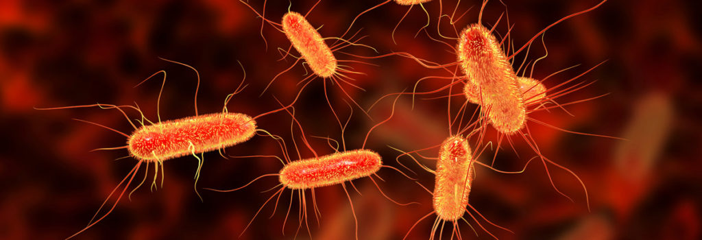condiloame și Escherichia coli