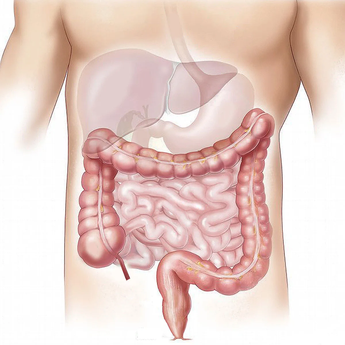 Read more about the article Abi seede- ja soolestikuprobleemidele