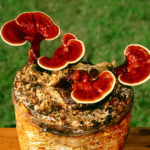 RED REISHI (EHK LÄIKVAABIK, LAKKVAABIK JA GANODERMA LUCIDUM) – selle rahvameditsiinis tuntud seene toitainete sisaldus ja uuritud tervisekasud