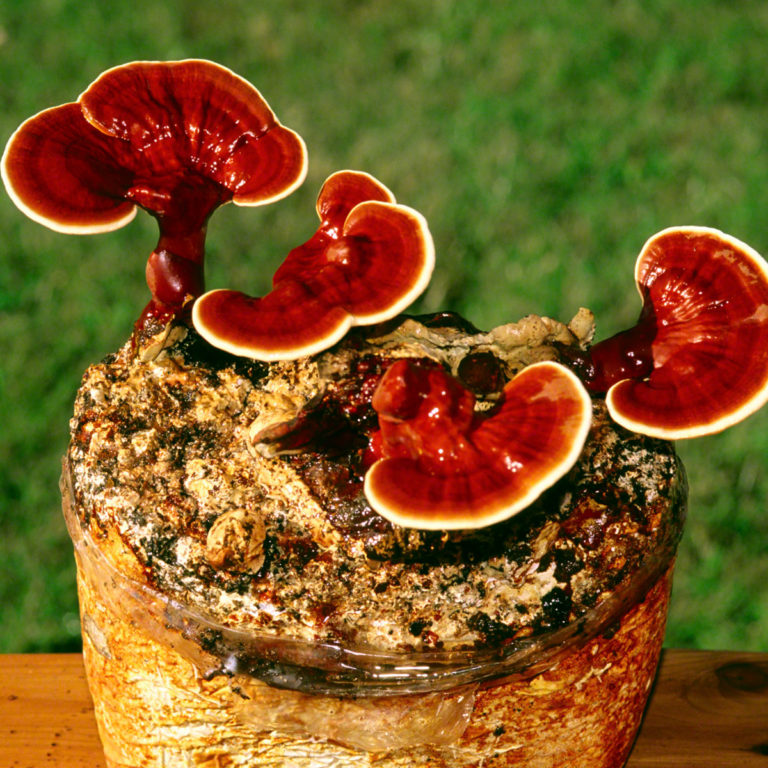 RED REISHI seen ehitab üles vastupidava immuunsuse