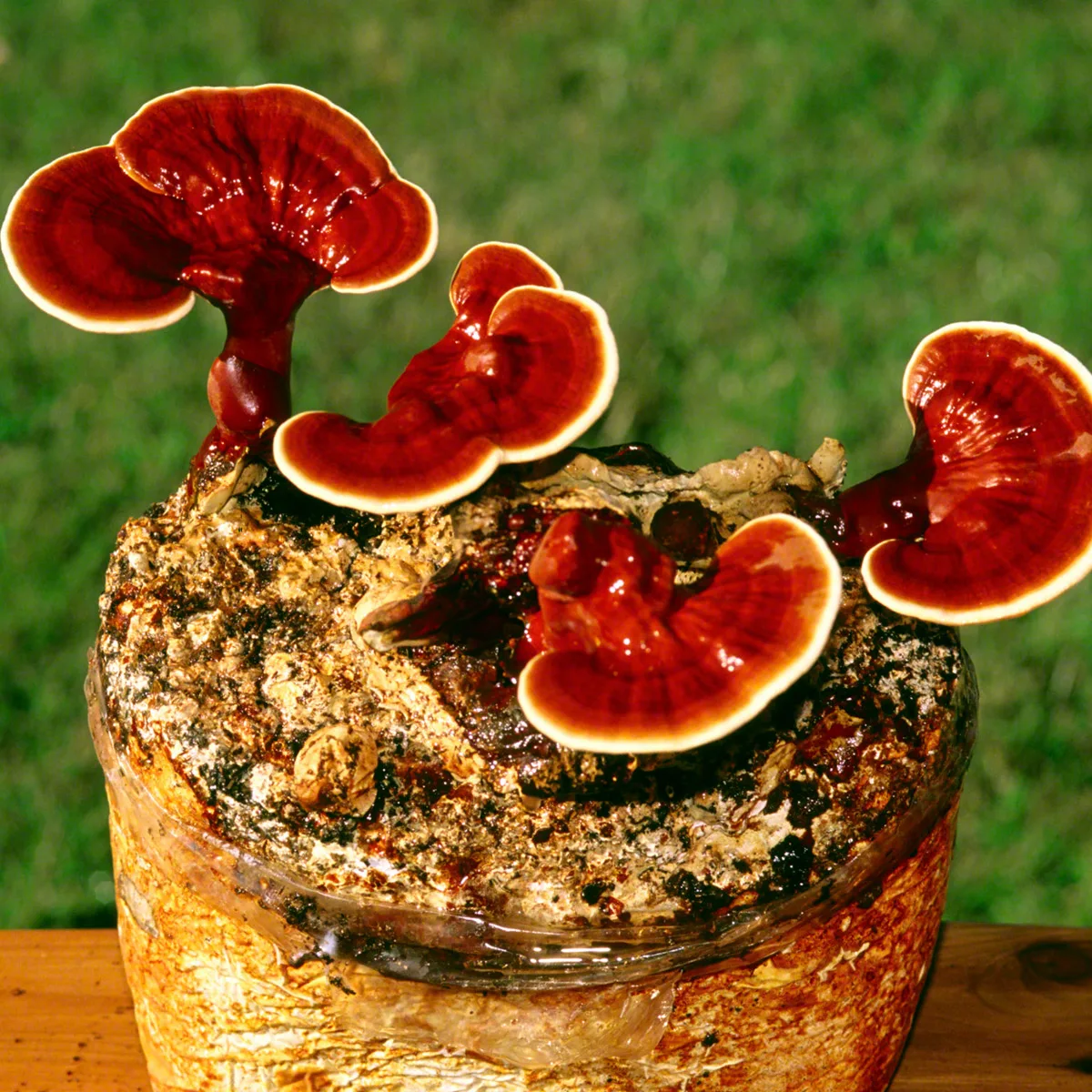Read more about the article RED REISHI (EHK LÄIKVAABIK, LAKKVAABIK JA GANODERMA LUCIDUM) – selle rahvameditsiinis tuntud seene toitainete sisaldus ja uuritud tervisekasud