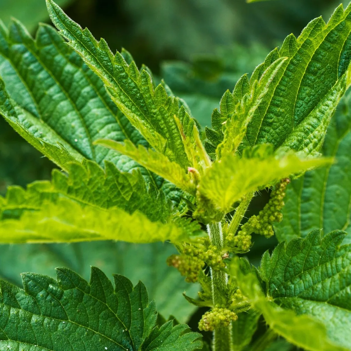 Read more about the article KÕRVENÕGES (URTICA DIOICA) – selle rohelise vägilase mitmekülgsed tervisekasud ja toiduks kasutamine