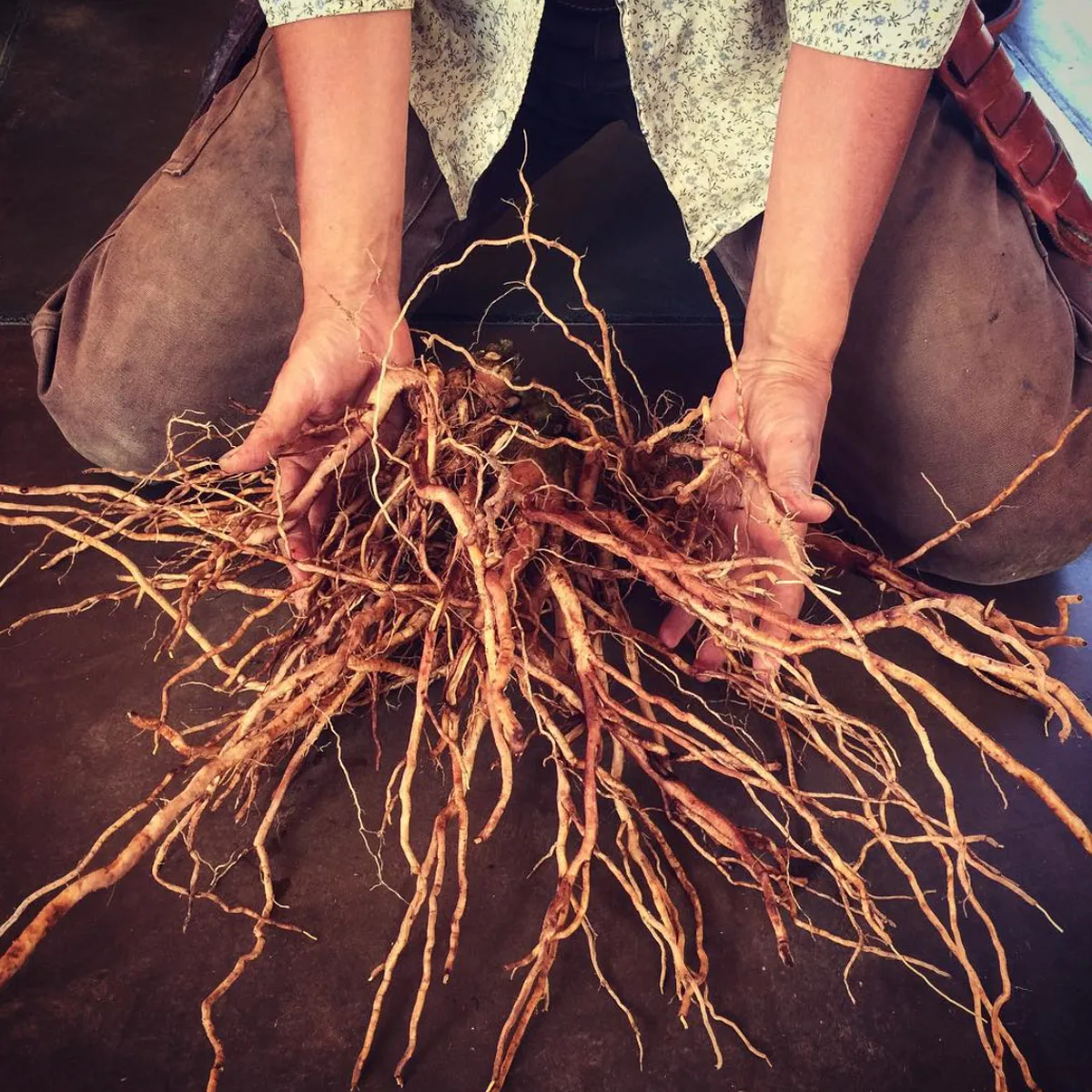 Read more about the article ASHWAGANDHA EHK WITHANIA SOMNIFERA – selle nooruslikkuse säilitaja 15 vägevat ja teaduslikult tõestatud tervisekasu