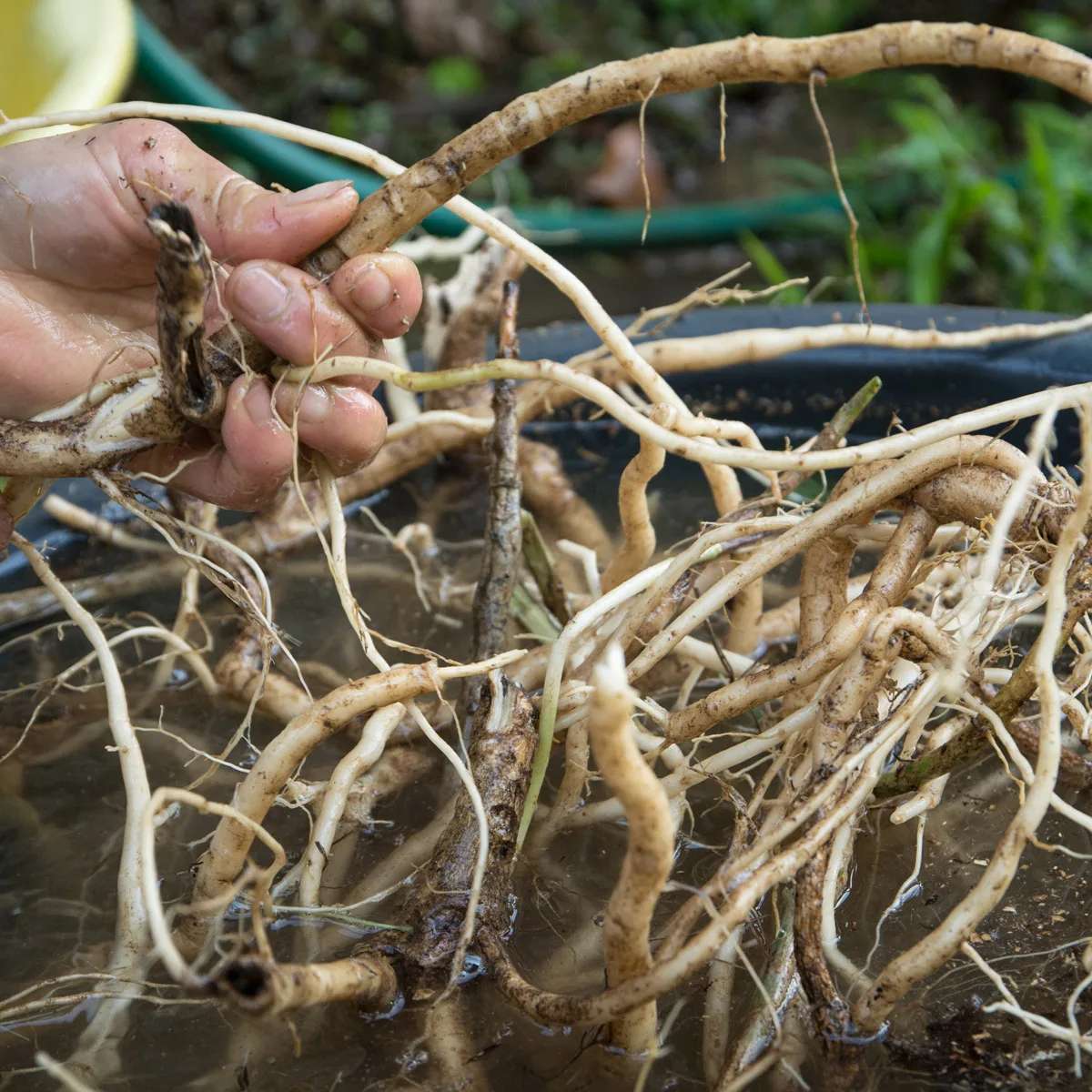 Read more about the article ASHWAGANDHA EKSTRAKT- teaduslike uuringutega tõestatud KSM-66 tõhusus