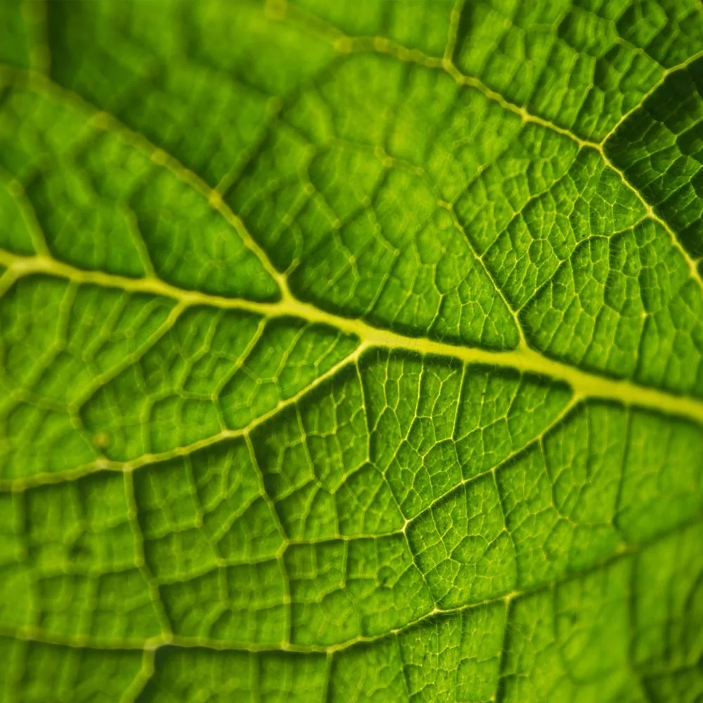 Read more about the article Rohetaimede klorofüll puhastab ja korrastab verd