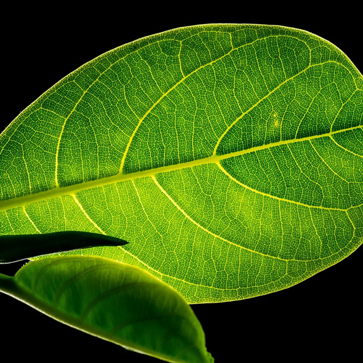 Read more about the article FOOLHAPE – folaat, foolhape, foliinhape või metüülfolaat – millise vitamiin B9 vormi peaksid valima?