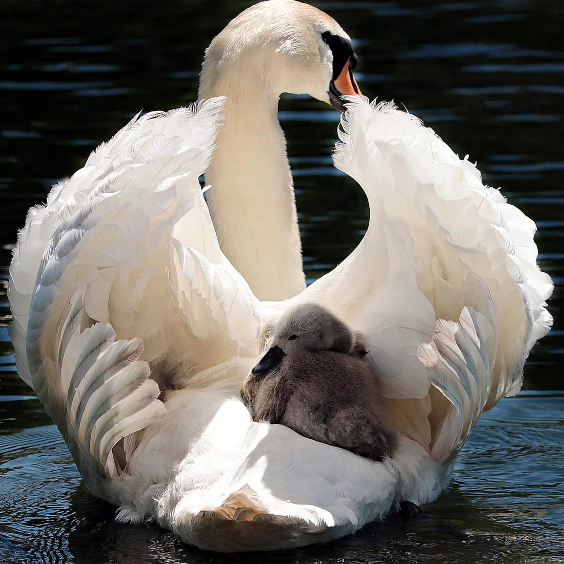 Read more about the article K-VITAMIIN – mis see on ja miks on see vajalik?