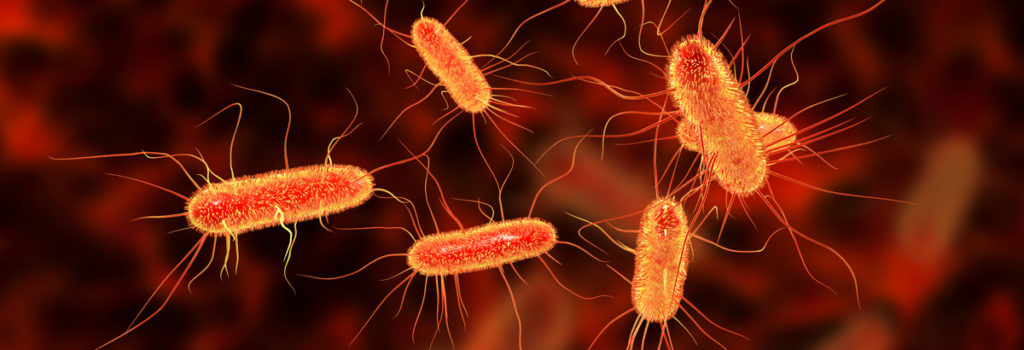 E.coli bakter