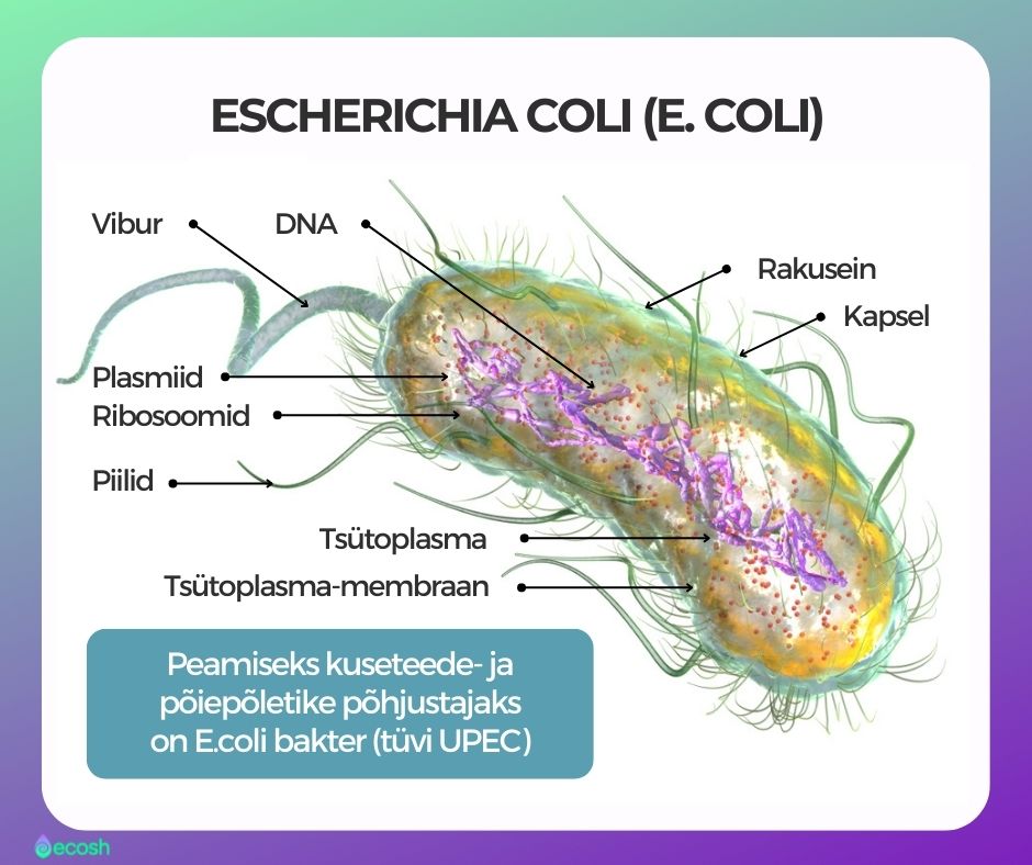 Kuseteede-ja põiepõletiku peamine põhjustaja on E. Coli bakteri tüvi UPEC
