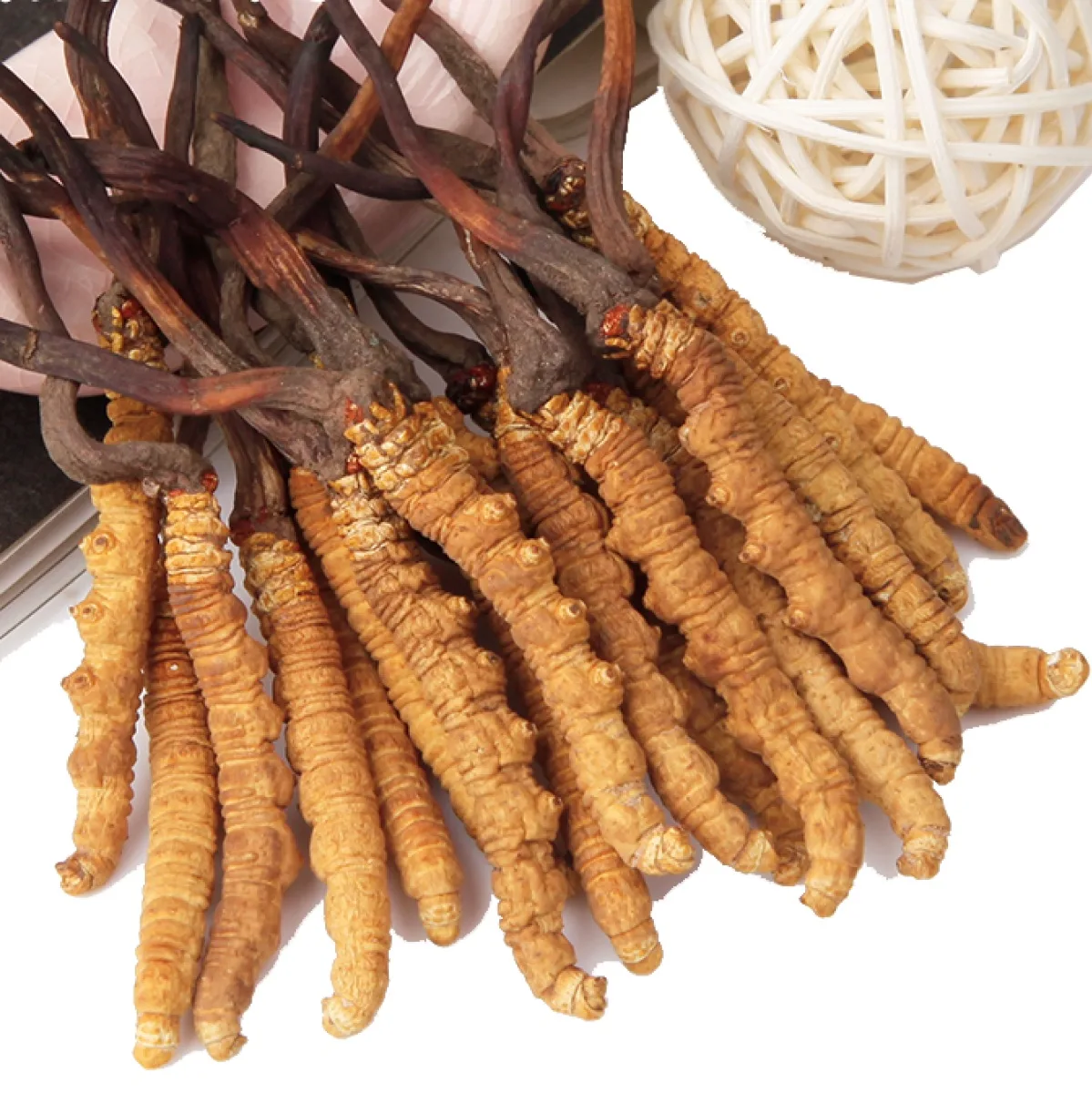 Read more about the article KORDITSEPS EHK HIINA KEDRISTÕLVIK (CORDYCEPS SINENSIS, OPHIOCORDYCEPS SINENSIS) – milliseid saladusi peidab endas see hinnaline aare