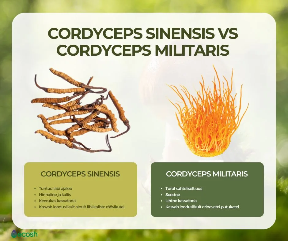 ECOSH-Korditseps_Cordyceps_sinensis_vs_Cordyceps_militaris
