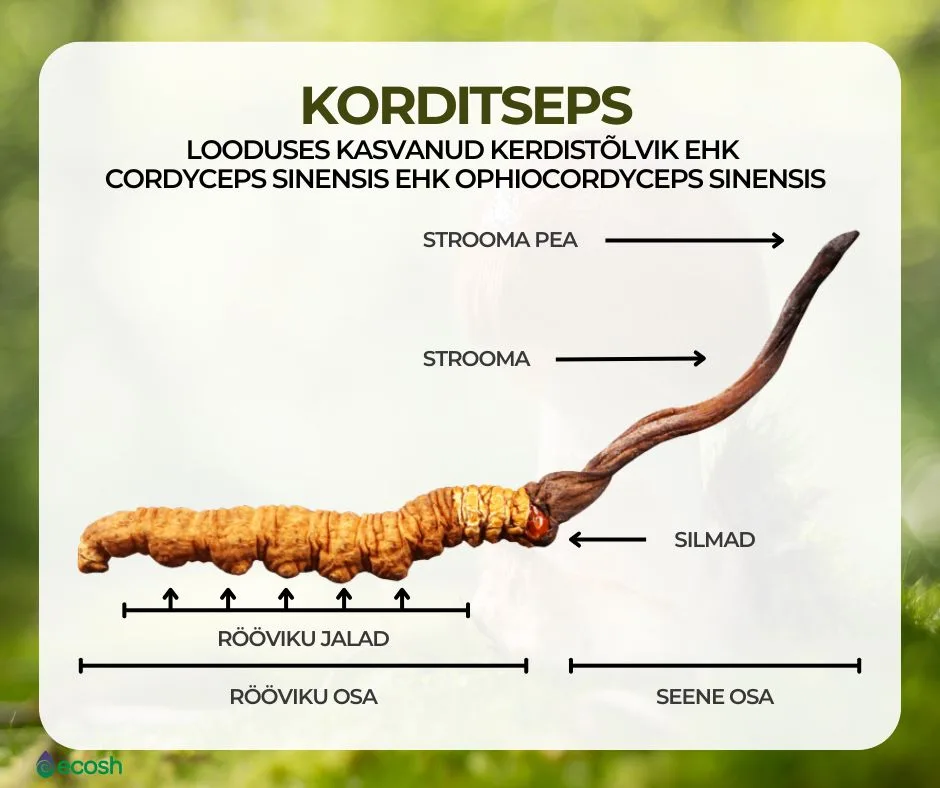 ECOSH-Looduslik-korditseps_Cordyceps_sinensis_ehk_hiina_kedristõlvik_ehk_Ophiocordyceps sinensis