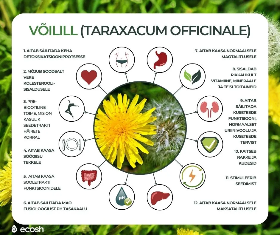 ECOSH_VÕILILL_HARILIK-VÕILILL_(Taraxacum officinale)_Võilille_tervisekasud_võilill_puhastab_keha_ja_pakub_rikkalikult_toitaineid
