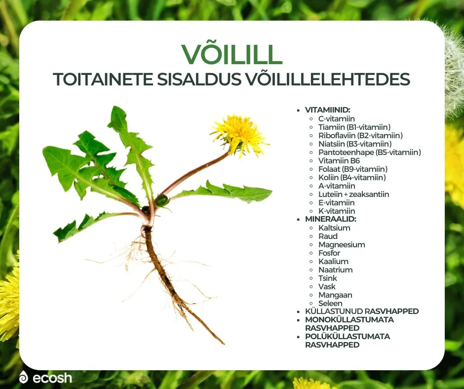 ECOSH_VÕILILL_HARILIK-VÕILILL_(Taraxacum officinale)_Võilille_toitainetesisaldus_Milliseid-vitamiine_ja_mineraale_sisaldavad_võilille_lehed