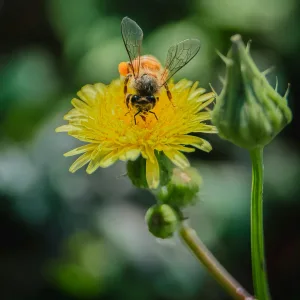 Võilill_taraxum_ja_harilik_võilill_taraxum_officinale