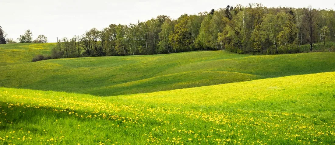 Võilillede_kasvualad