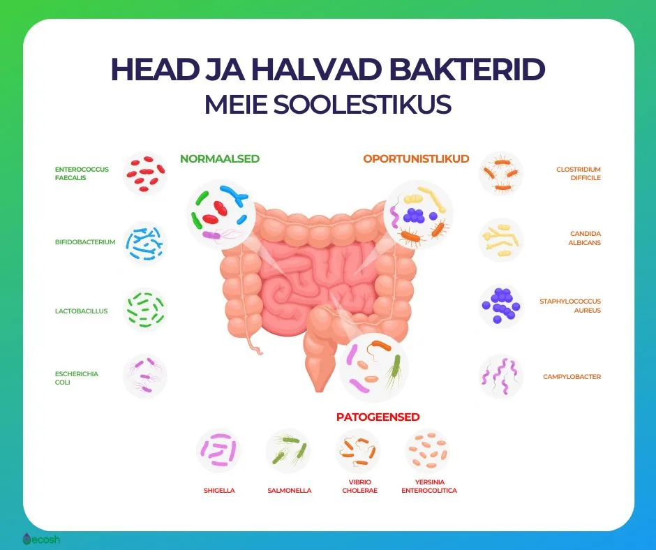 ECOSH - Probiootikumid_soolestik_Head_bakterid_ja_halvad_bakterid_soolestiku_mikrofloora