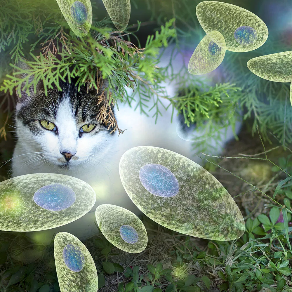 Read more about the article TOKSOPLASMOOS – kuidas kaitsta end kassidelt saadava parasiidi Toxoplasma gondii eest?