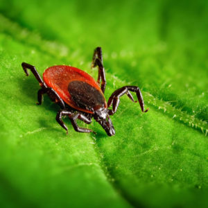 Puukborrelioos