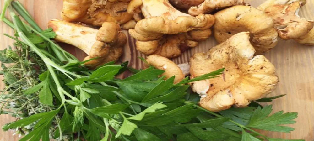 Parasiidivastased taimed