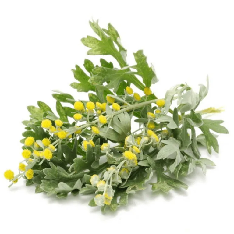 Read more about the article PARASIIDID – põhjalik info parasiitidest ja parasiitide väljutamine Para-Herb’i tootega