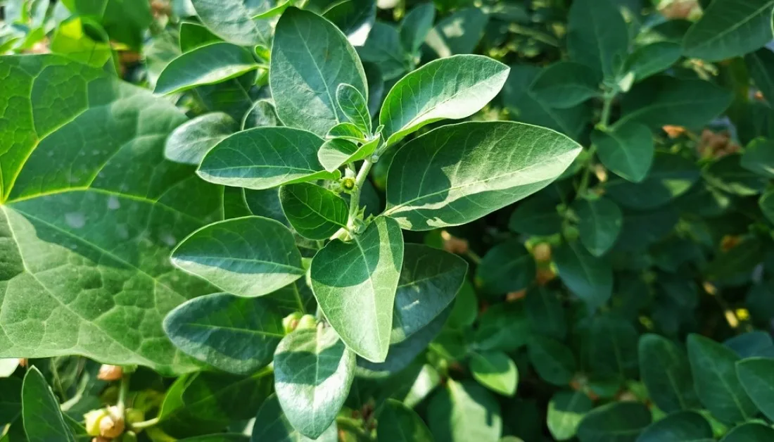 Ashwagandha_lehed_