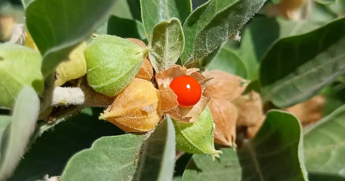 Ashwagandha_õied_näevad_välja_nagu_füüsalid_