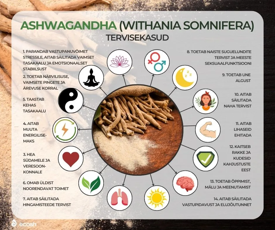 ECOSH-Ashwagandha-Withania-somnifera-tervisekasud-ashwagandha-aitab-stressi-vastu