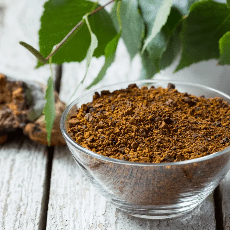 Read more about the article CHAGA SEEN – mida räägivad selle tuntud seene kohta uuringud