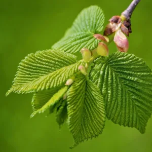 Libejalakas_ehk_slippery_elm_ehk_ulmus_rubra