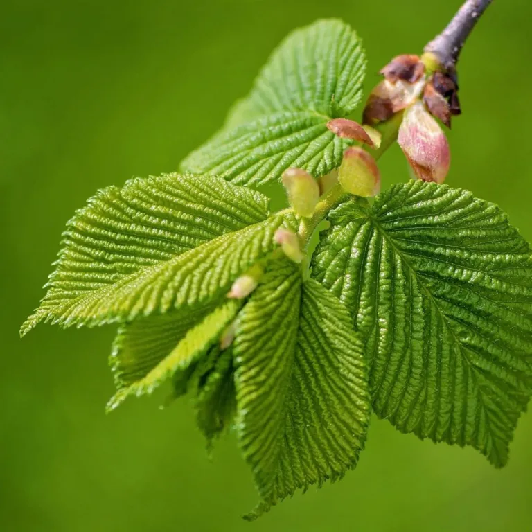 Read more about the article LIBEJALAKAS EHK SLIPPERY ELM (ULMUS RUBRA) – katab haavandeid ja leevendab refluksi