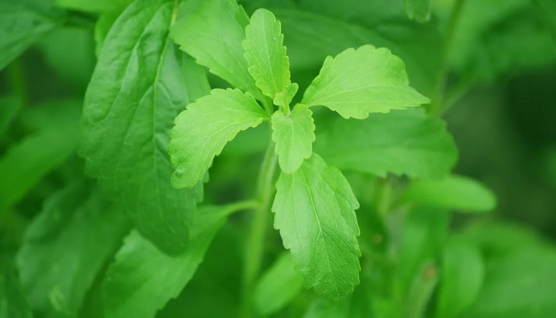 Stevia_on_looduslik_ja_kasulik_suhkruasendaja