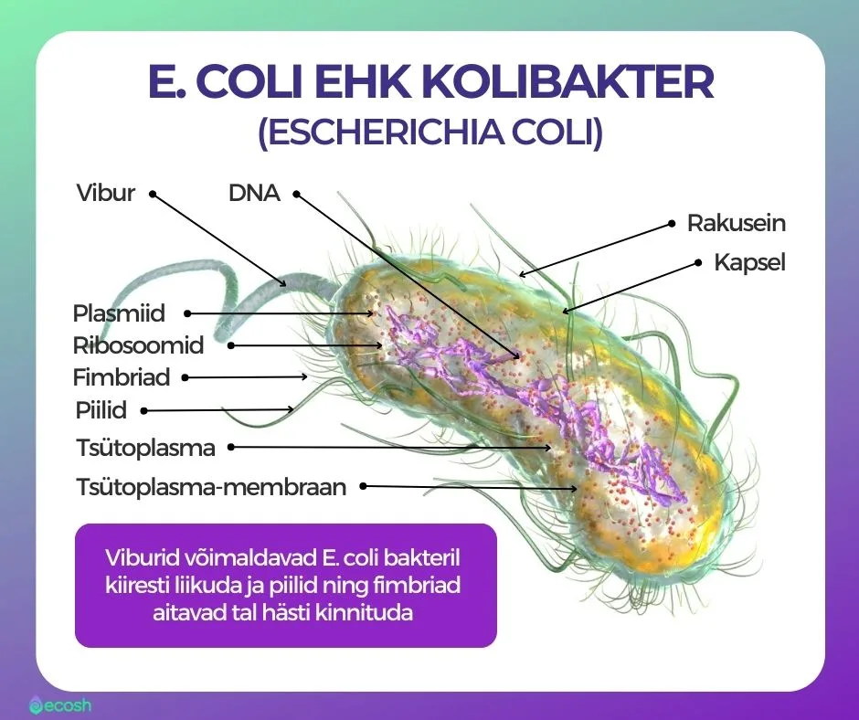 E. coli_ehk_kolibakter_Escherichia_coli_on_peamine_kuseteede_infektsioonide_põiepõletiku_ja_kõhulahtisuse_põhjustaja-ECOSH