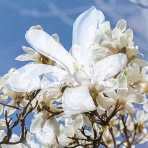 Kvertsetiin_Sophora_Japonica