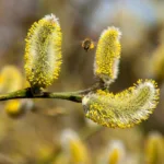 ALLERGIA JA SUURIMAD ALLERGEENID – Allergia tunnused, põhjused, tüübid ning allergia rohud