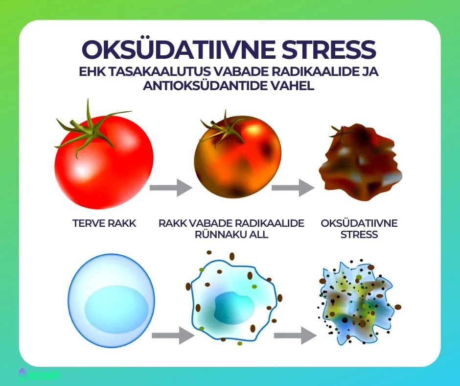 Ecosh - Oksüdatiivne_stress_ehk_tasakaalutus_vabade_radikaalide_ja_antioksüdantide_vahel