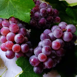 Uuring_viinamarjad