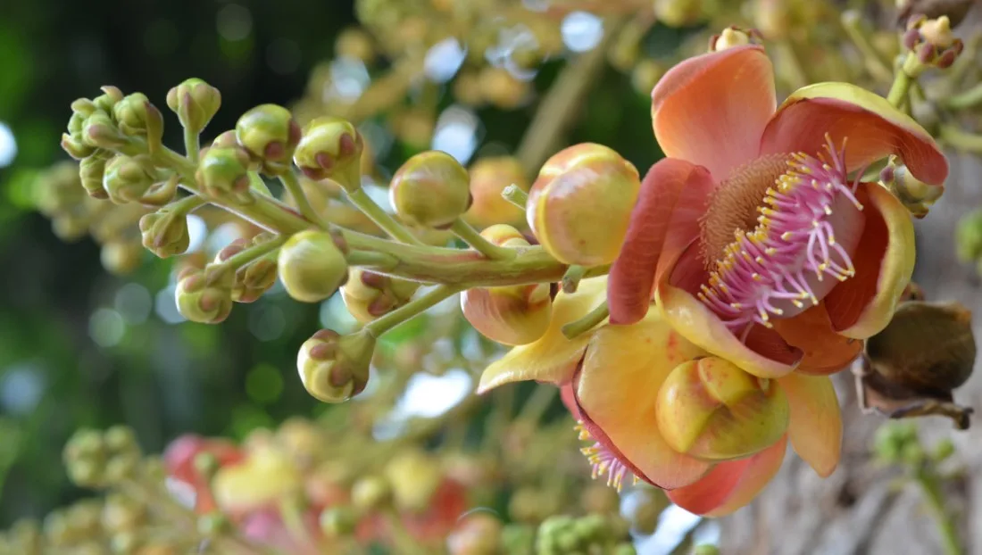 Boswellia-Serrata_õiepungad_ja_õied