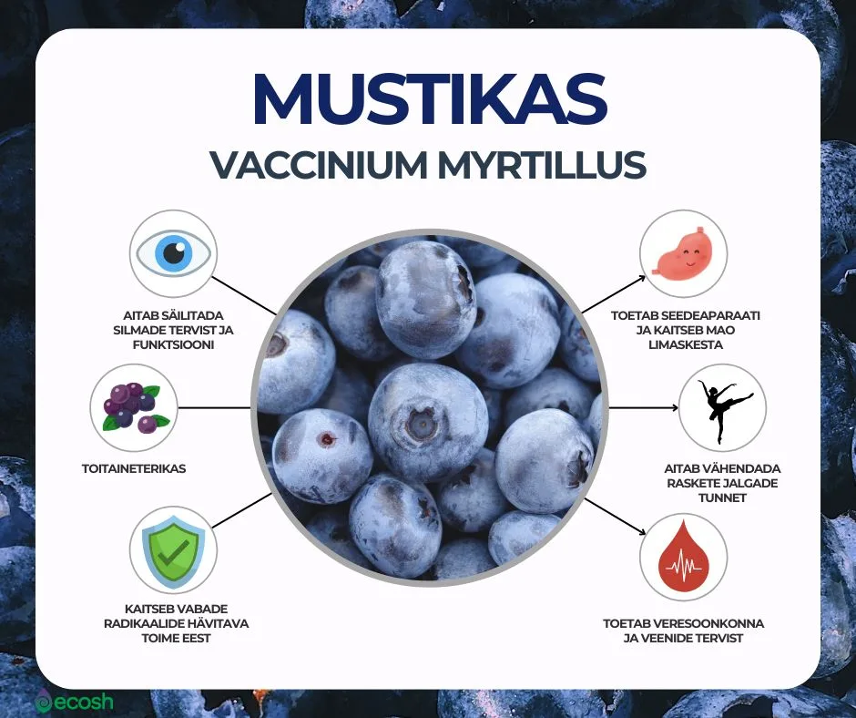 Mustikas_Vaccinium_Myrtillus_Mustikad_ja_mustikate_tervisekasud-Ecosh