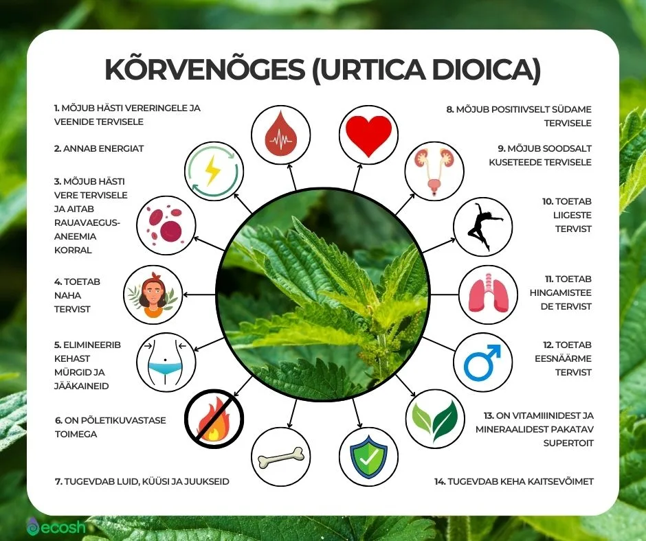 ECOSH-KÕRVENÕGES_EHK_URTICA DIOICA_Kõrvenõgese_kasulikkus_ja_Nõgesetee_tervisekasud