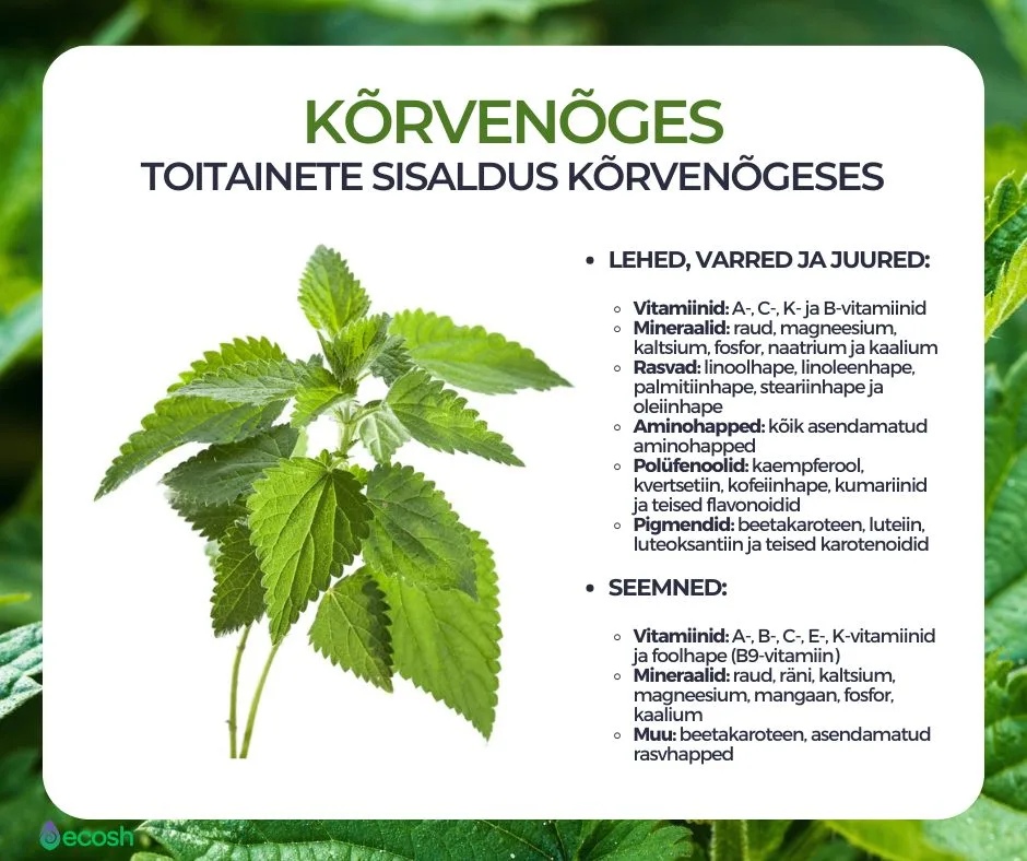 ECOSH - Toitainete_sisaldus_kõrvenõgeses_Urtica_dioica_vitamiinid_ja_mineraalid