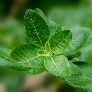 Roheline taim
