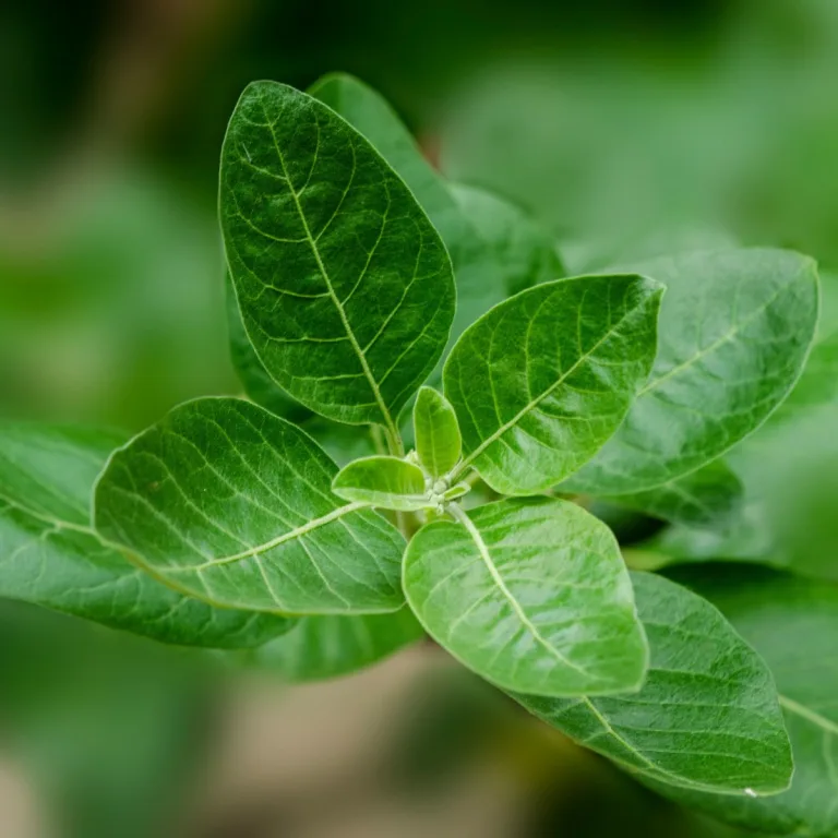 Read more about the article Looduslik ei tähenda alati ohutut: ashwagandha ületarbimise varjuküljed