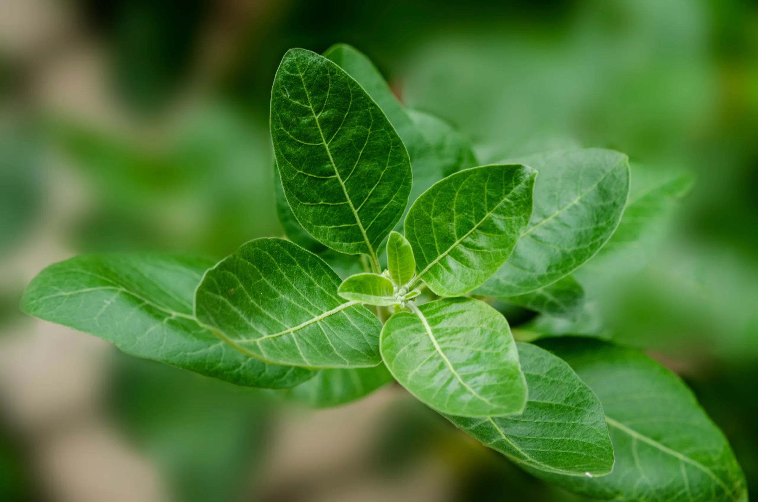 Read more about the article Looduslik ei tähenda alati ohutut: ashwagandha ületarbimise varjuküljed