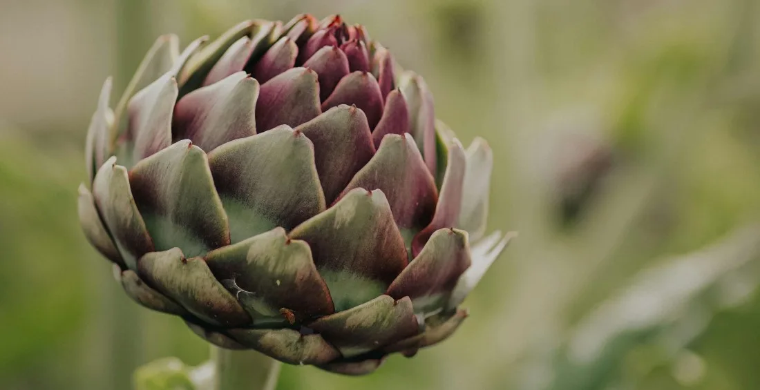 Artišokk_Cynara scolymus
