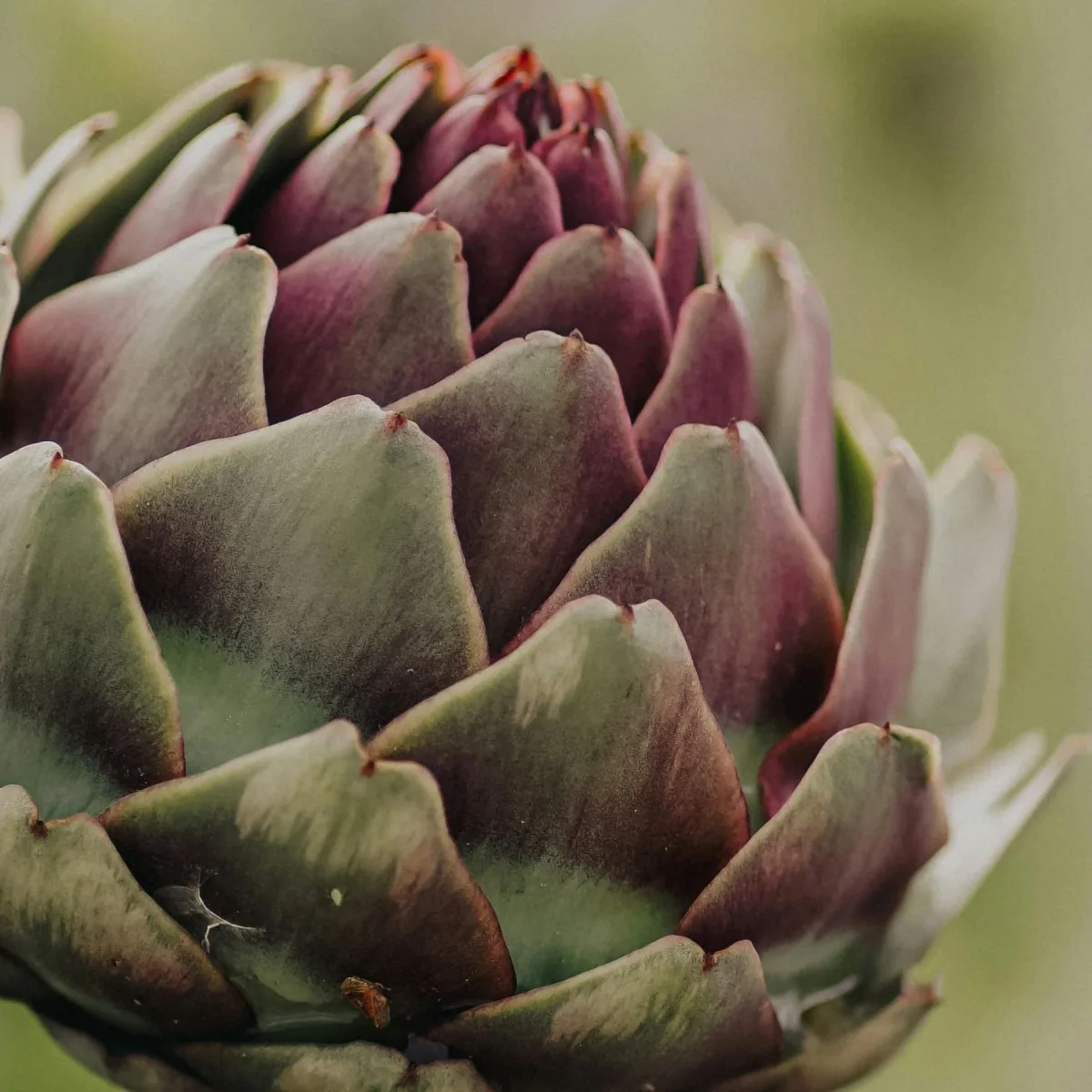 Read more about the article ARTIŠOKK (CYNARA SCOLYMUS) – selle kaalulangetusel abiks oleva kuningliku hõrgutise 8 teaduslikult tõestatud tervisekasu ja muud kasutusviisid