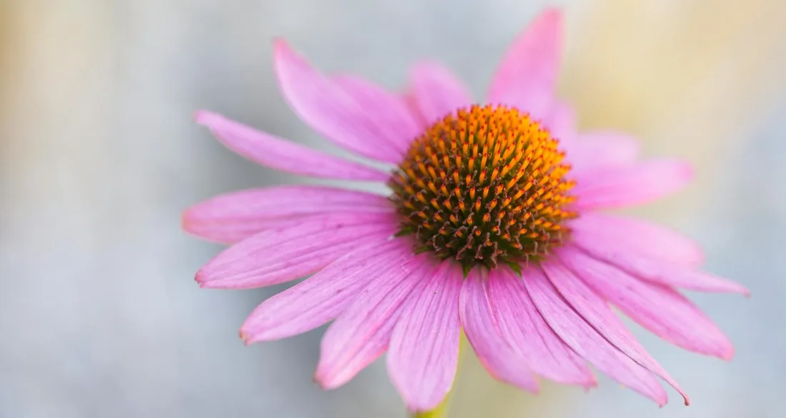 11. Punane_siilkübar_ehk_purpur_siilkübar_echinacea_purpurea_1