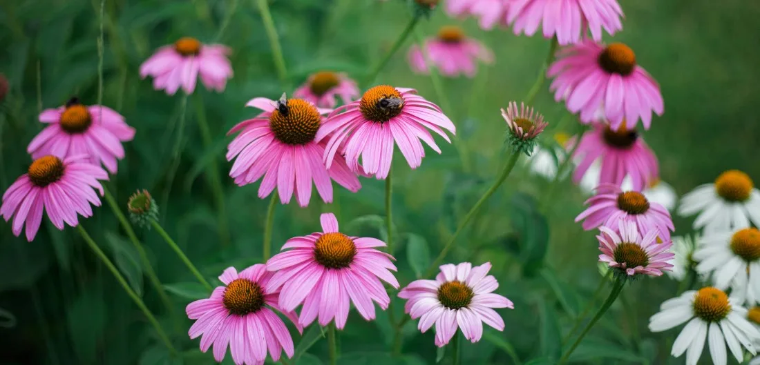 13. Punane_siilkübar_ehk_purpur_siilkübar_echinacea_purpurea_1