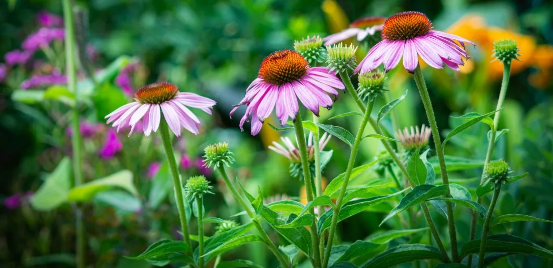 14. Punane_siilkübar_ehk_purpur_siilkübar_echinacea_purpurea_1